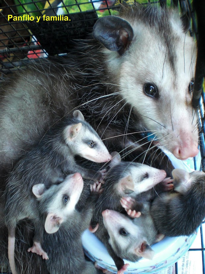 オポッサムのベイビー達をレスキューした話