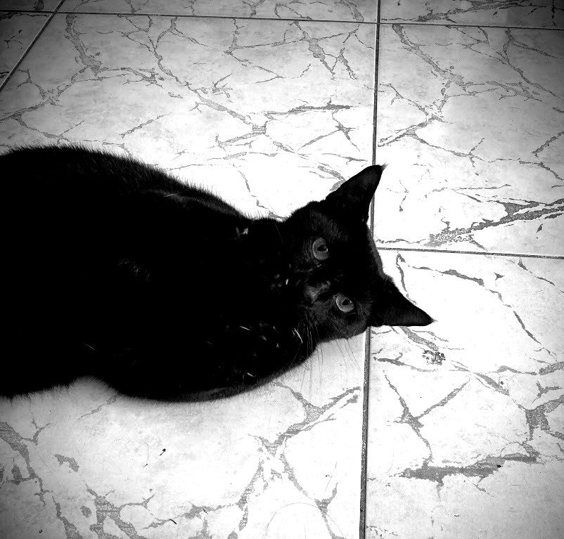 我が家のペット達&「Chewy」