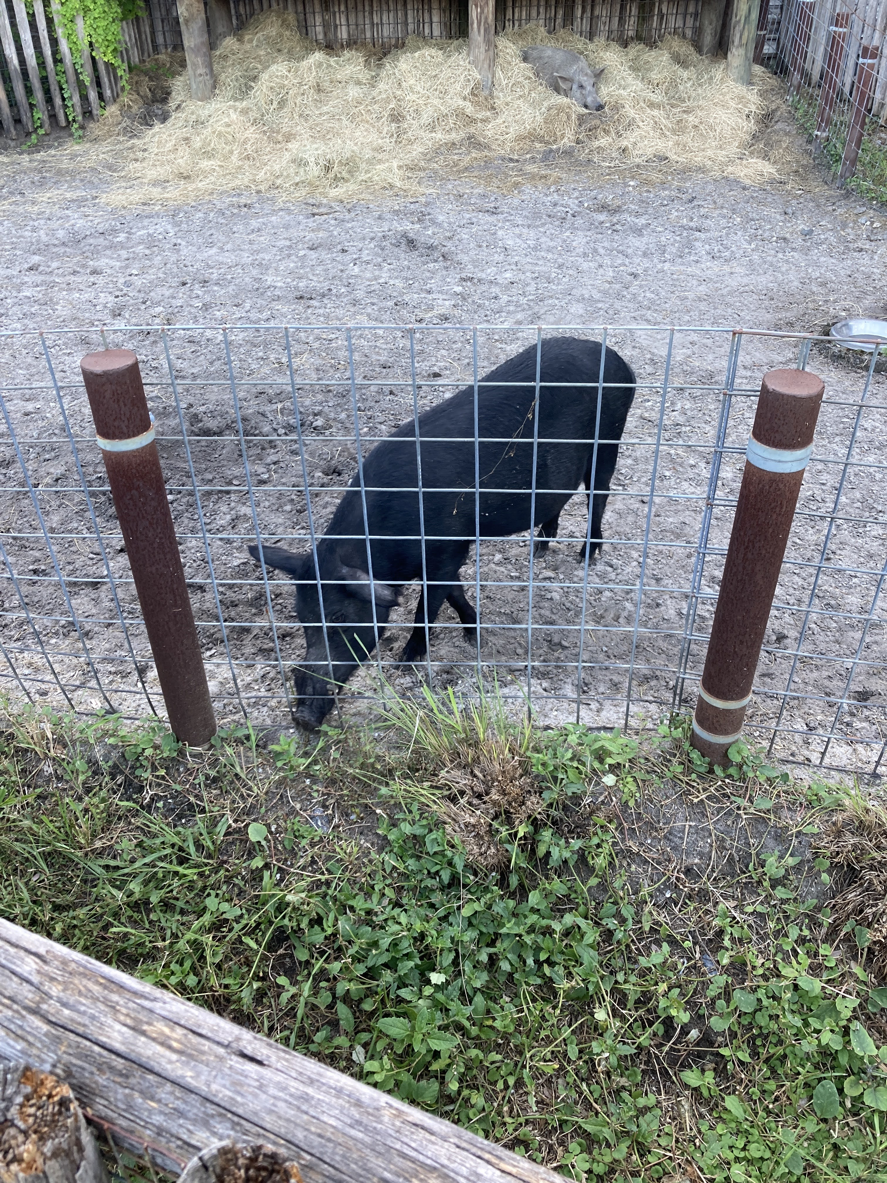 お店の入り口に「猪」と「ワニ」が！