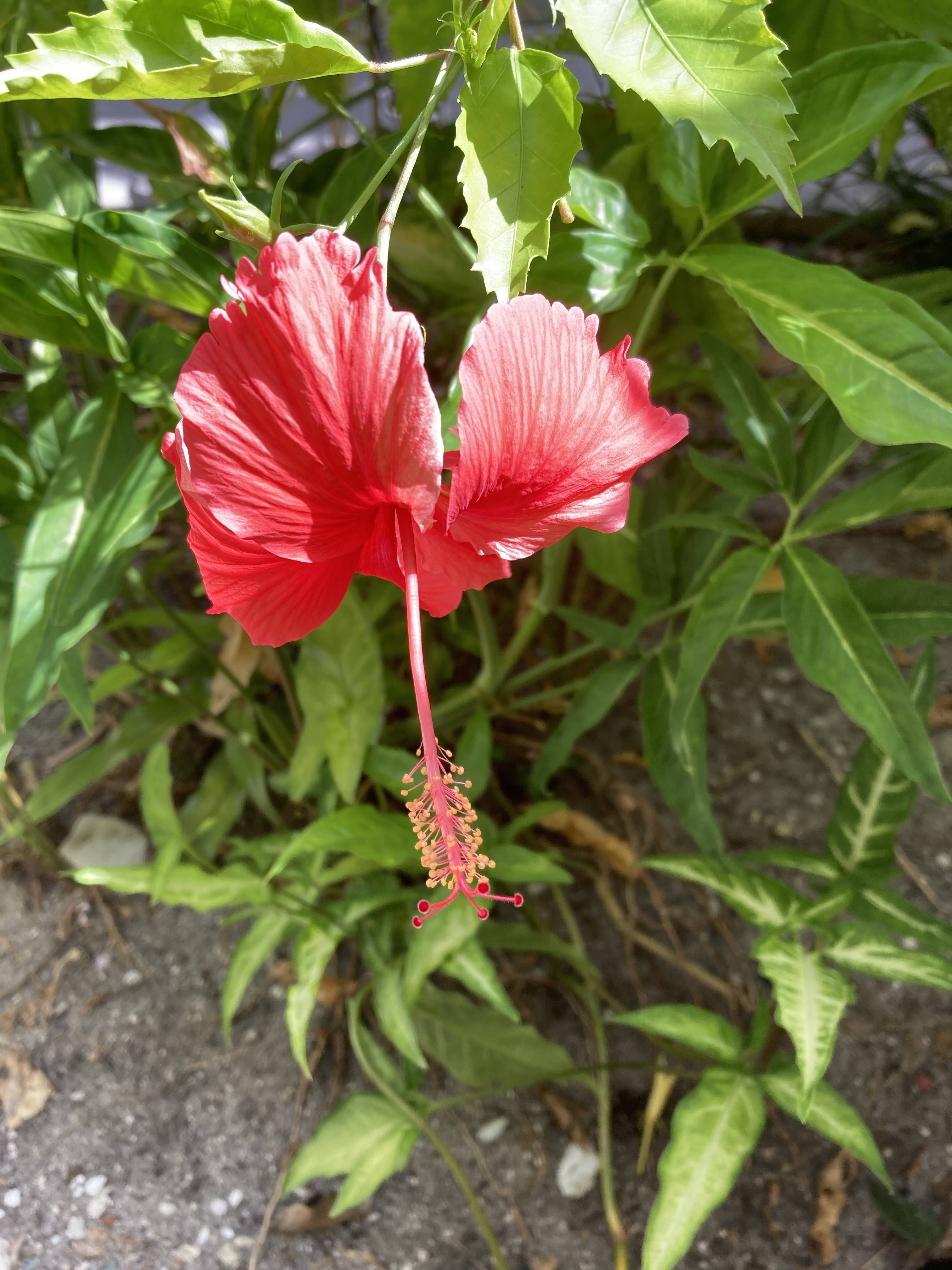 今日から新しく英語入り…