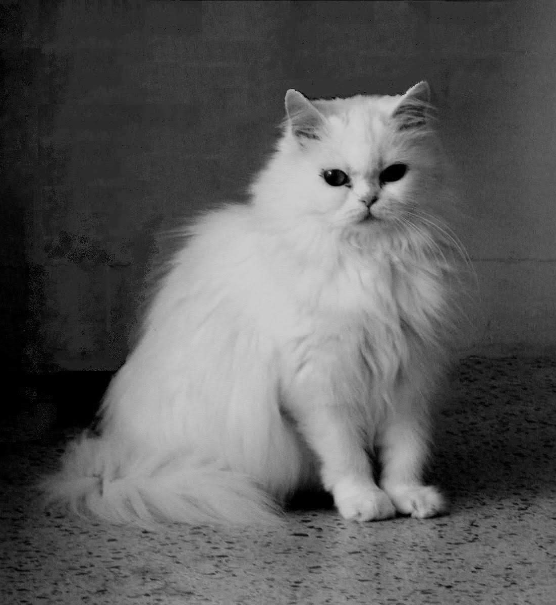 What is your favorite animal? -Almost ALL