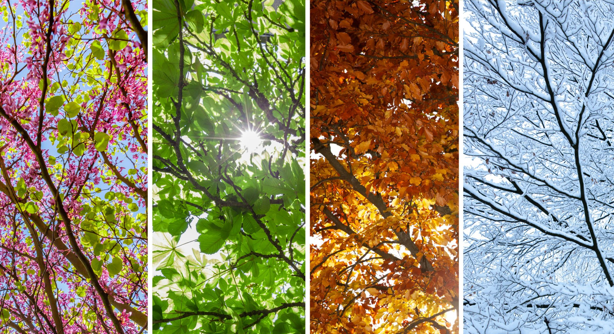 Four Seasons 春🌸夏🏖️秋🎑冬⛄