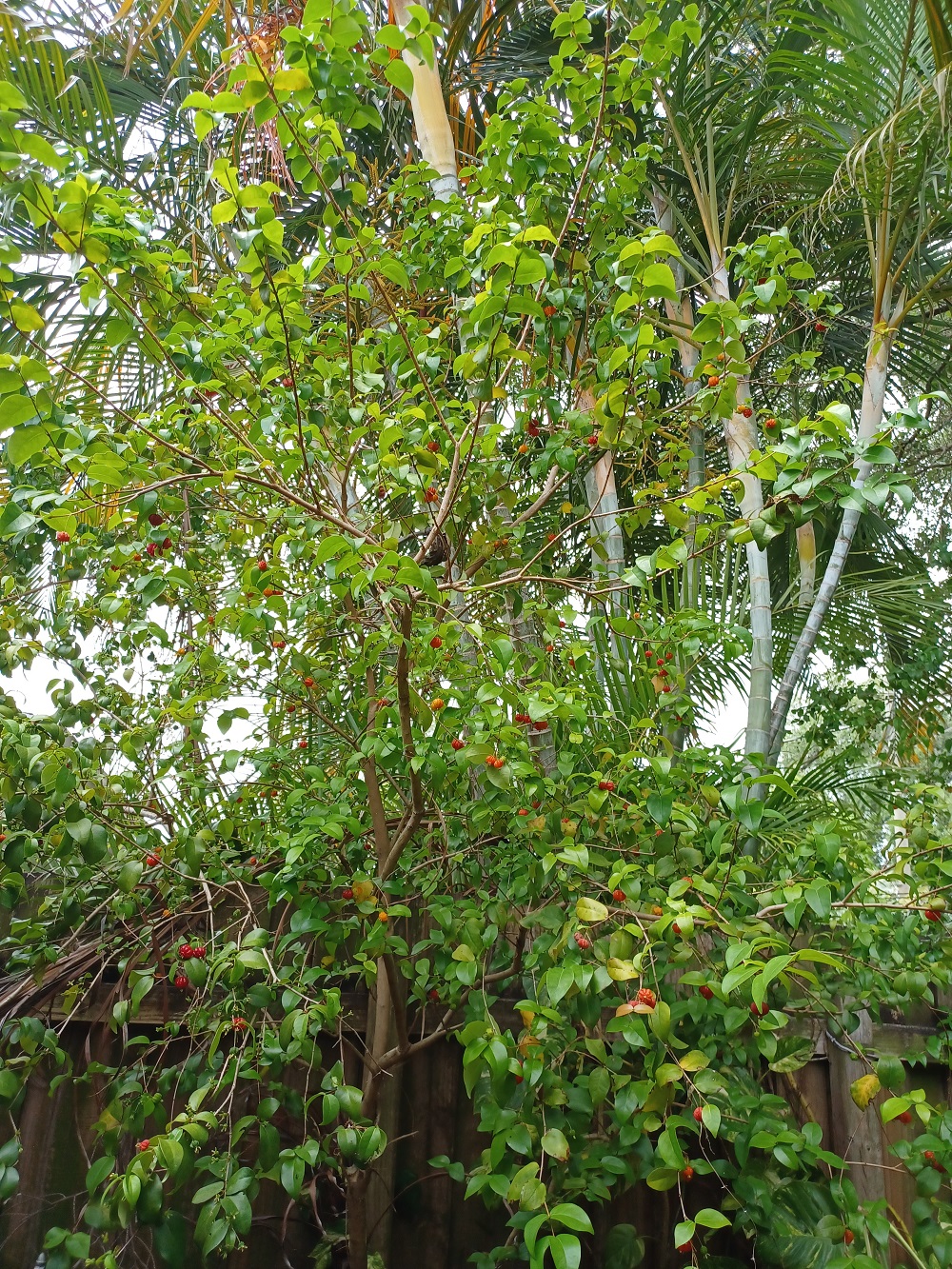 Green Is Good…🌳緑ってやっぱりいいなぁ…