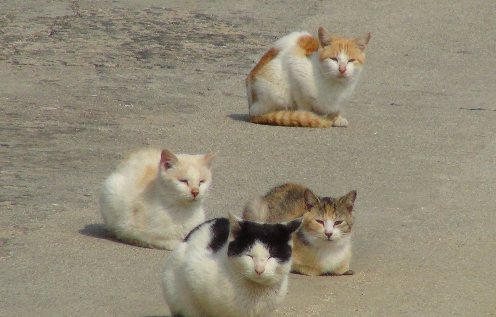 Dogs or Cats? Cats! 😻