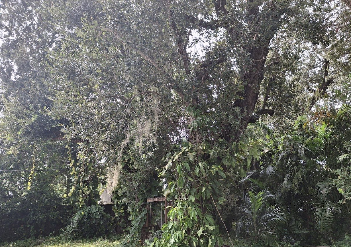 Friday 🗓️ 金曜日