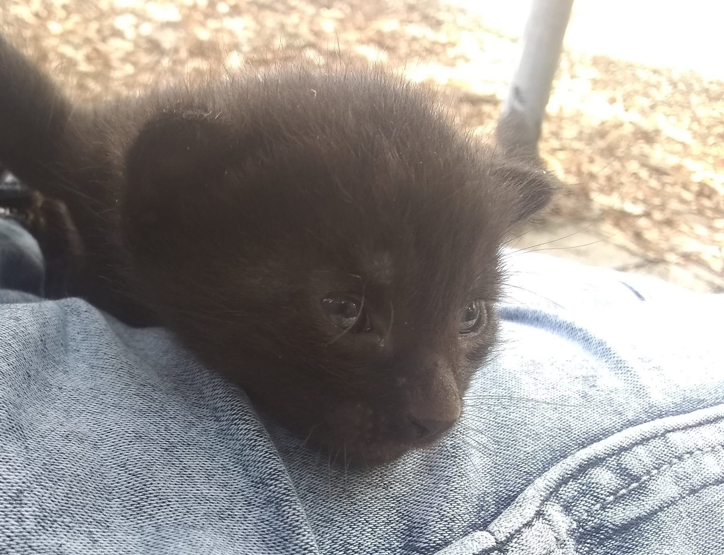 Describe a family member. 🐈