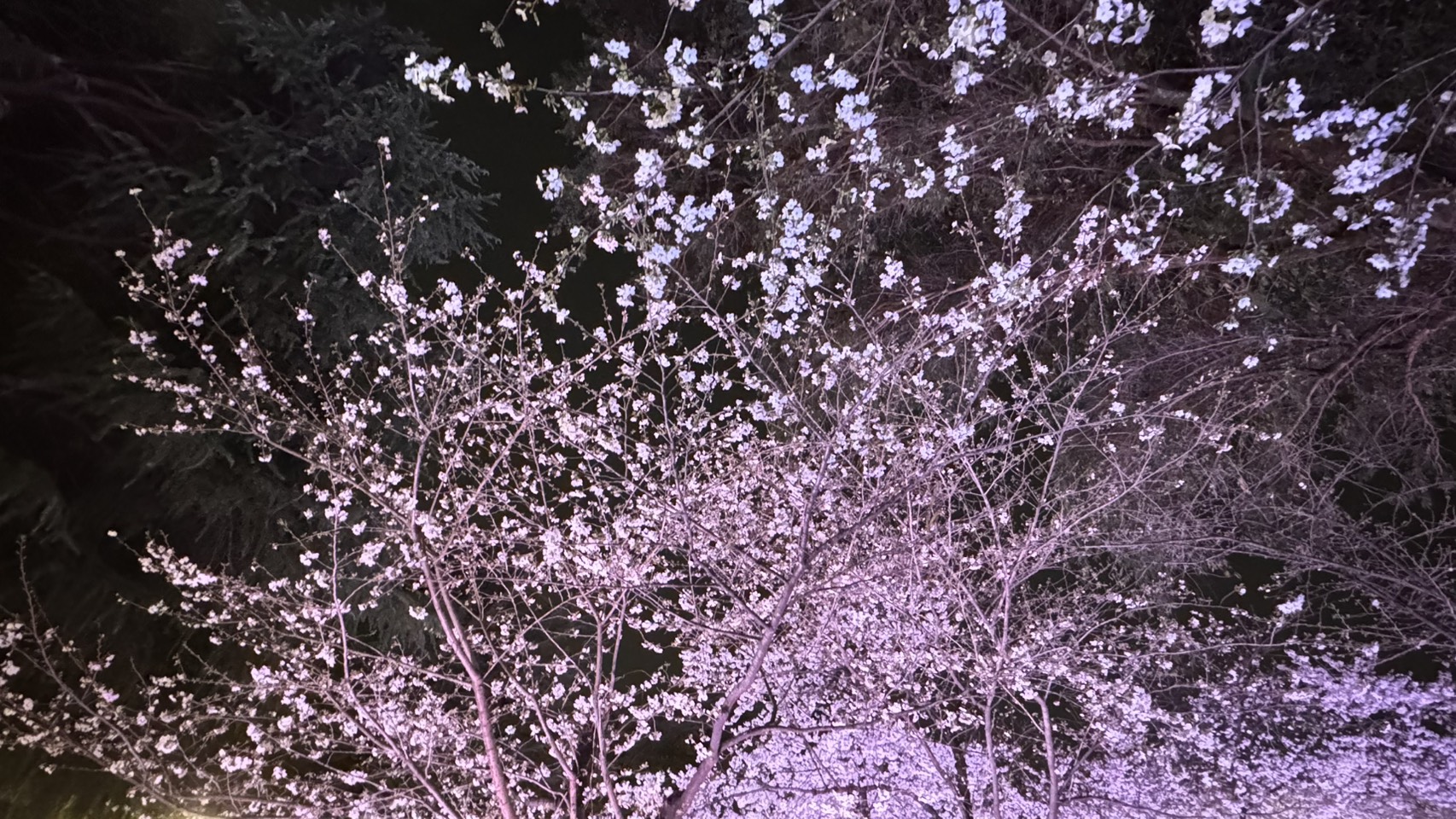 SAKURA 【2026】2 🌸