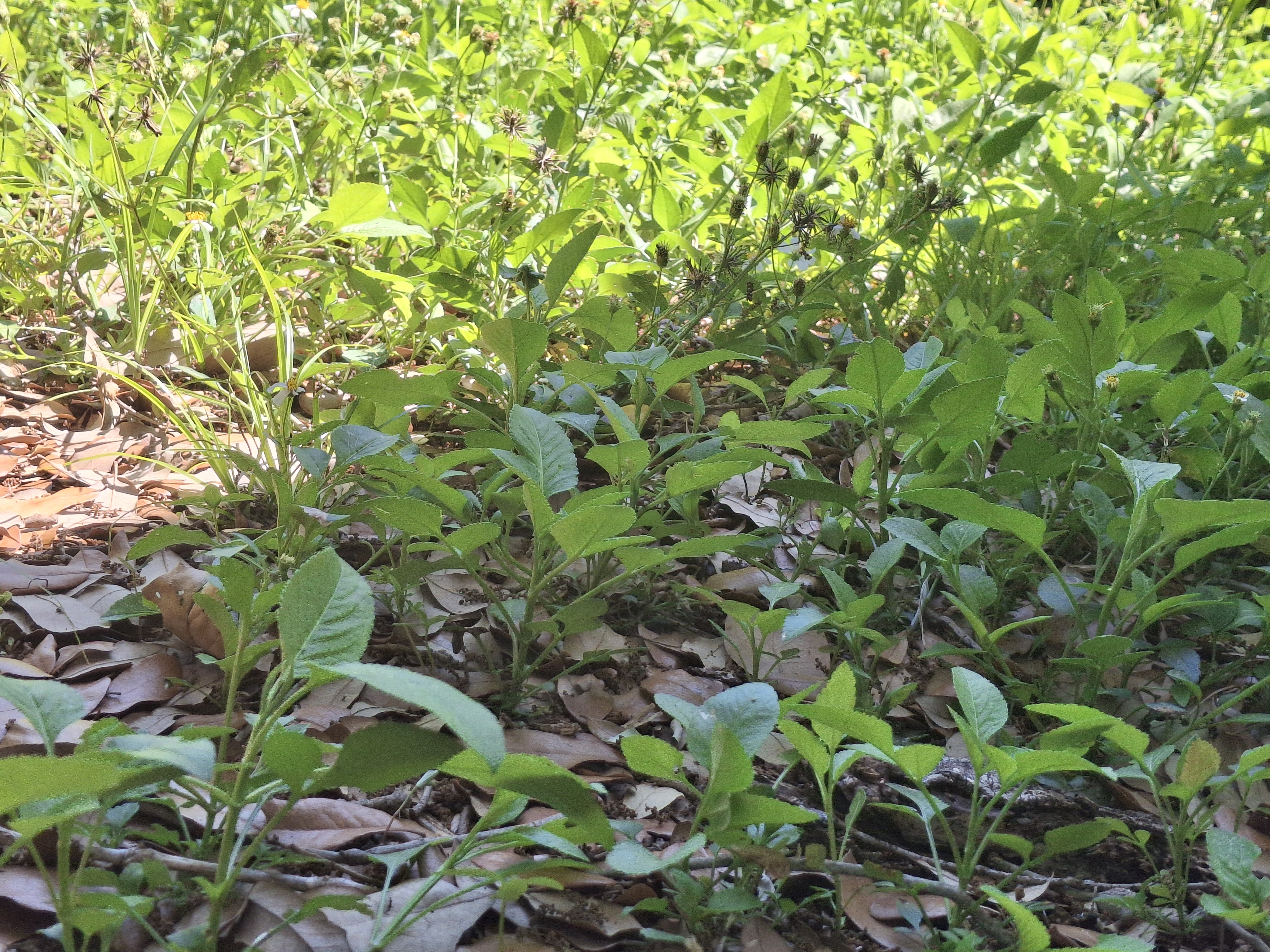 Green Is Good…🌳