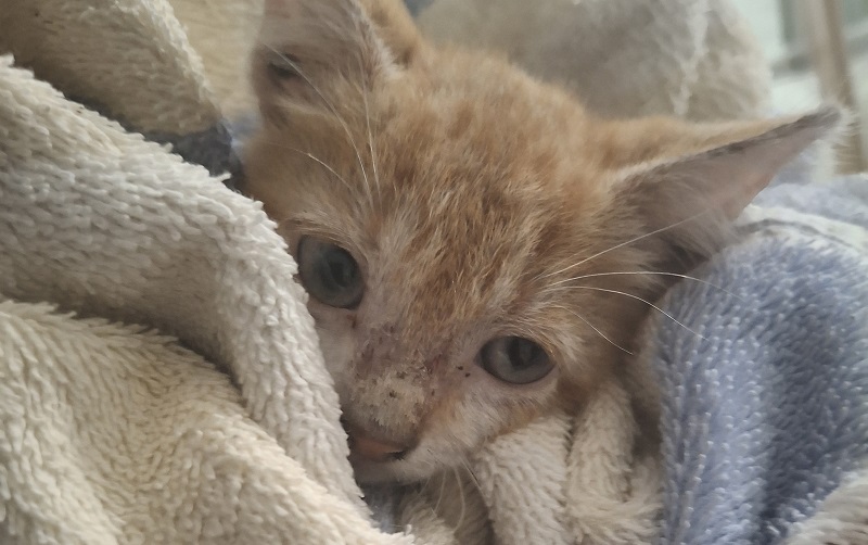 Kitten