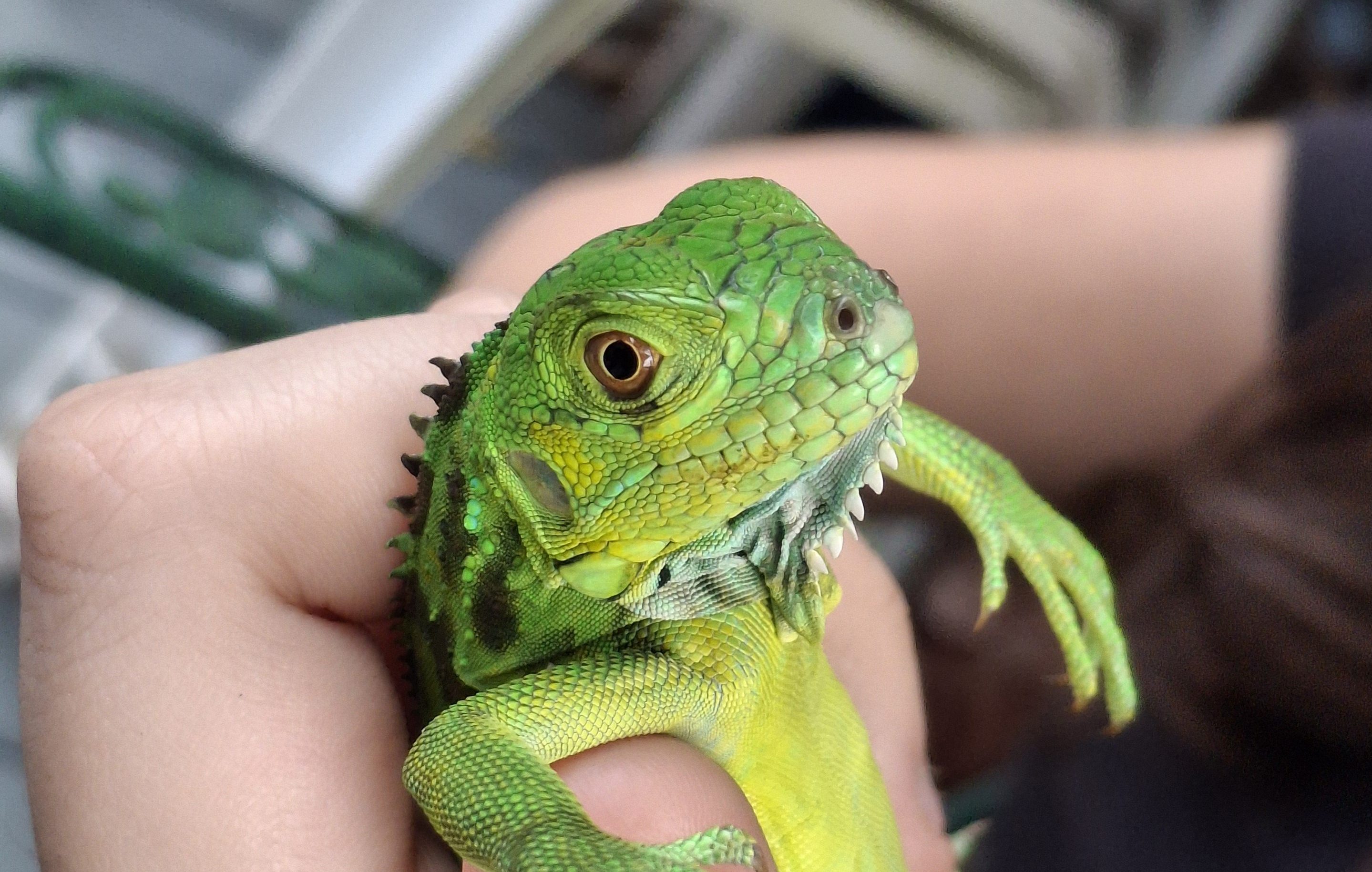 Iguanas【2】
